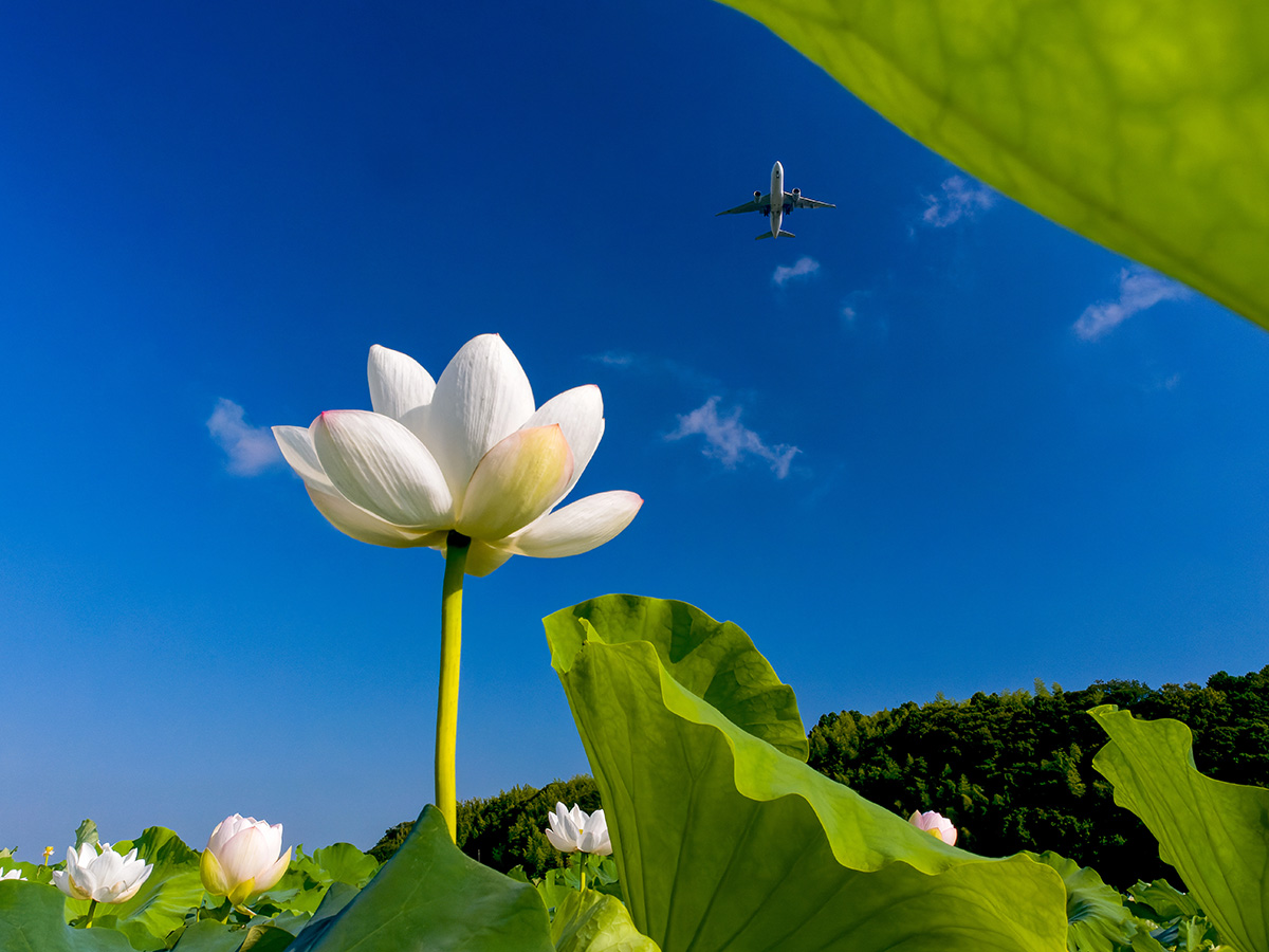 『カエルの花見』